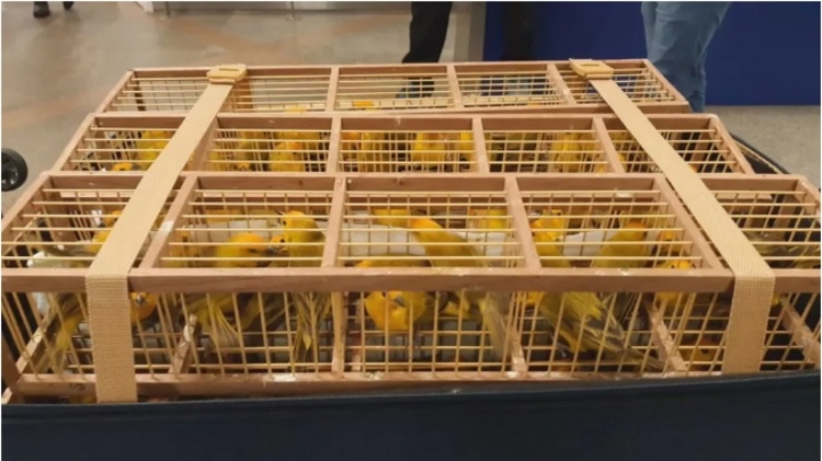 PF apreende 300 pássaros dentro de mala em aeroporto