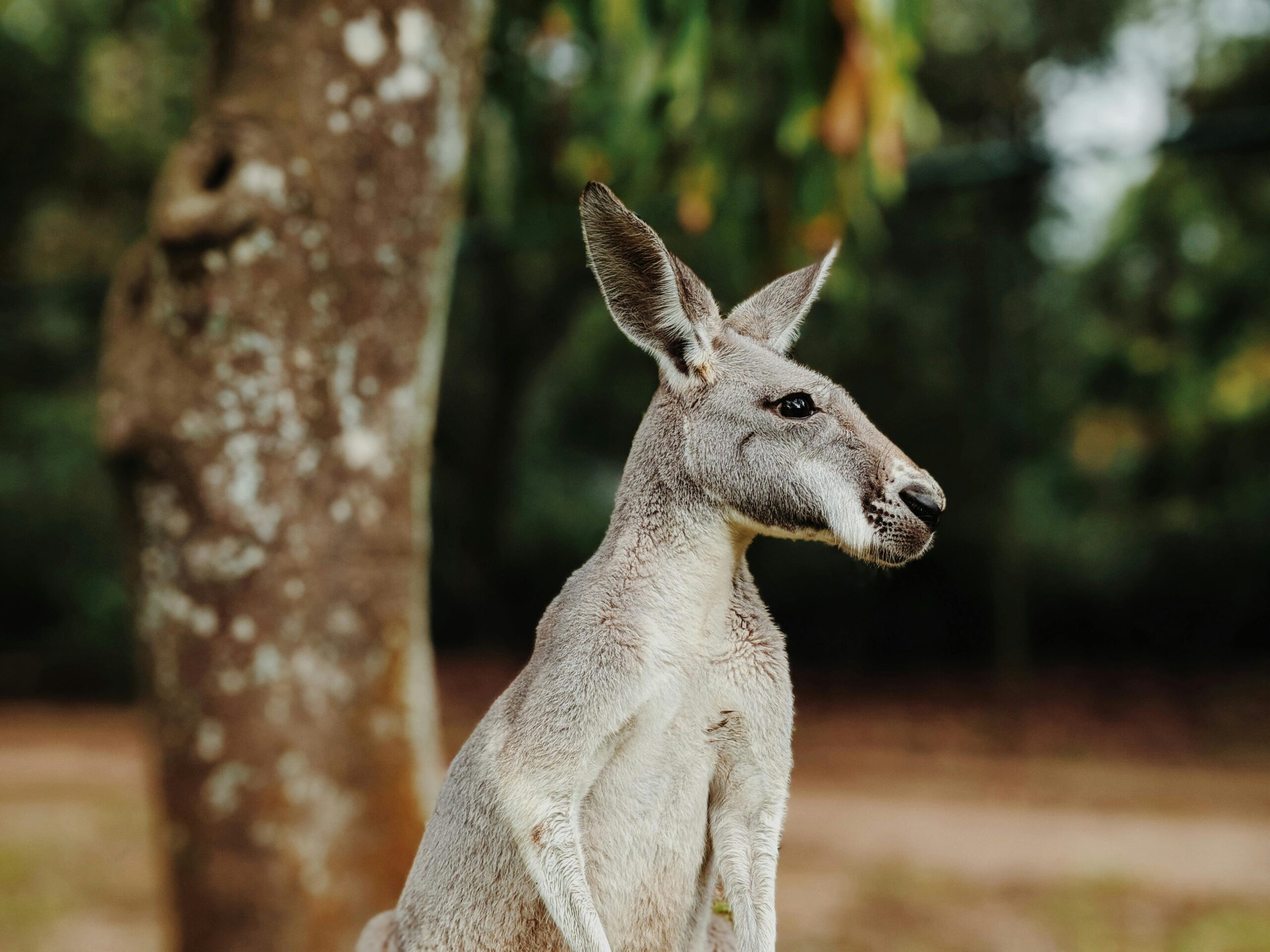 Homem morre após ser atacado por canguru em zoológico nos EUA