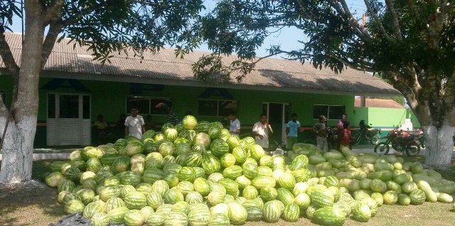 Manicoré mostra sua força no campo e na cultura na Festa da Melancia; conheça história