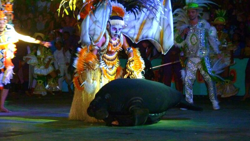 Viva a emoção e conheça a história do Eco-Festival do Peixe-Boi em Novo Airão no AM