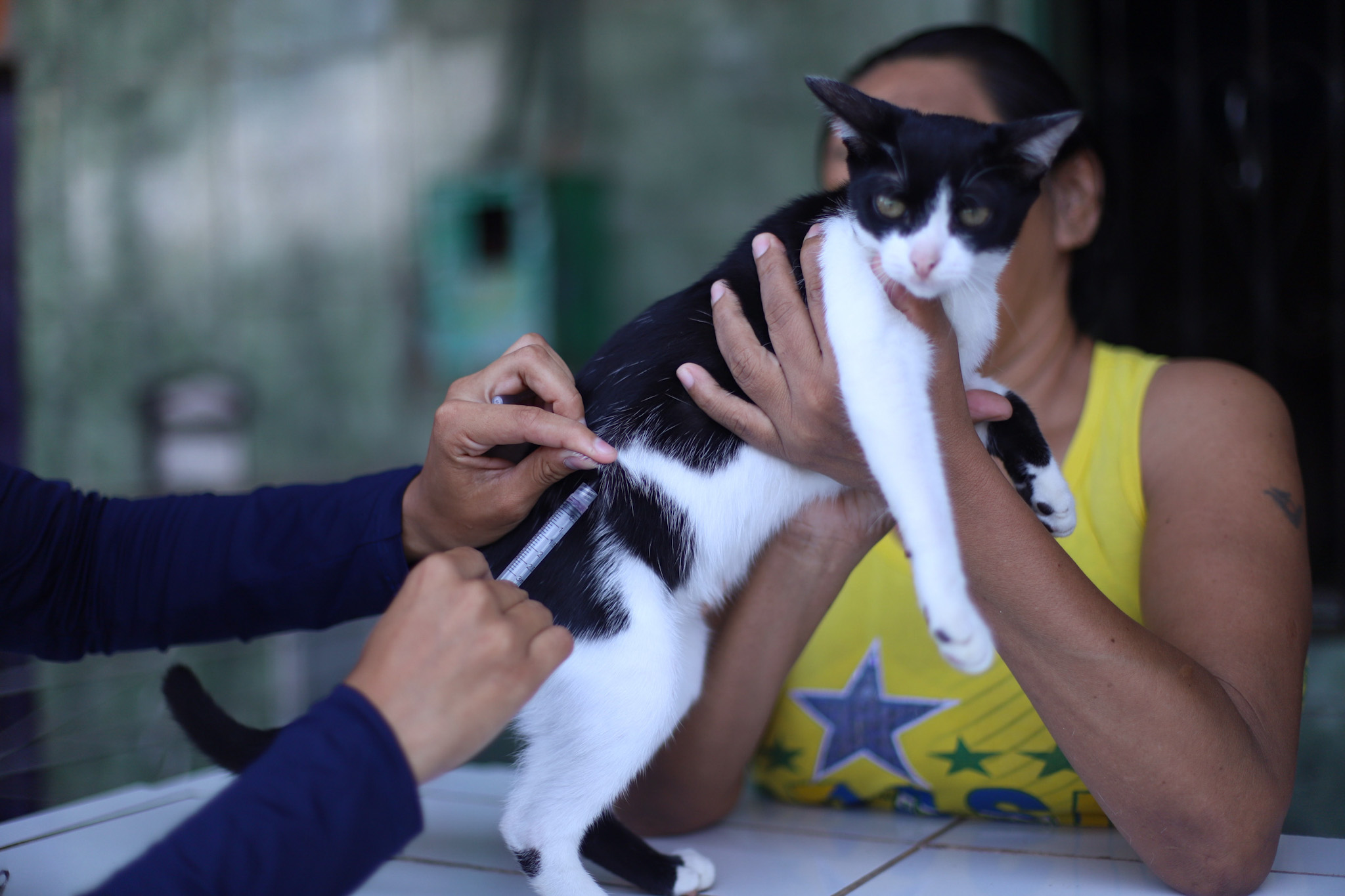 Confira os três pontos fixos para imunização de cães e gatos contra raiva