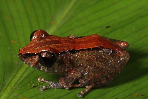 Pesquisadores descobrem novas espécies de sapos e bactéria inédita na Amazônia ao longo da BR-319