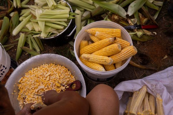 Agricultores e pesquisadores defendem resgate de alimentos ancestrais da Amazônia