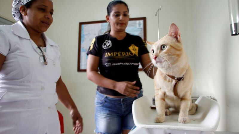 Manaus abre agendamento para castração gratuita de cães e gatos nesta quarta-feira