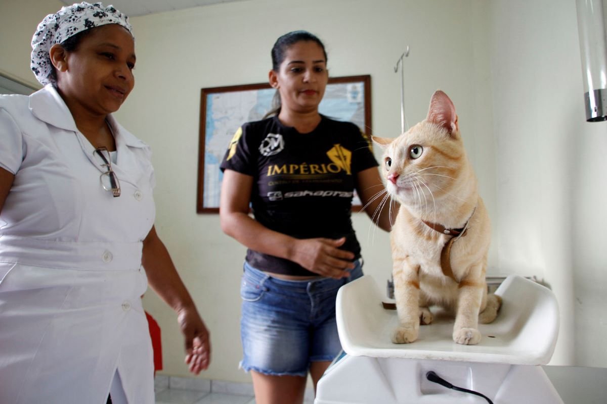 Manaus abre agendamento para castração gratuita de cães e gatos nesta quarta-feira