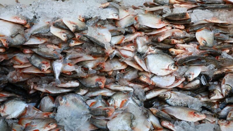 Manaus inclui distribuição de pescado em plano preventivo contra o El Niño e a estiagem