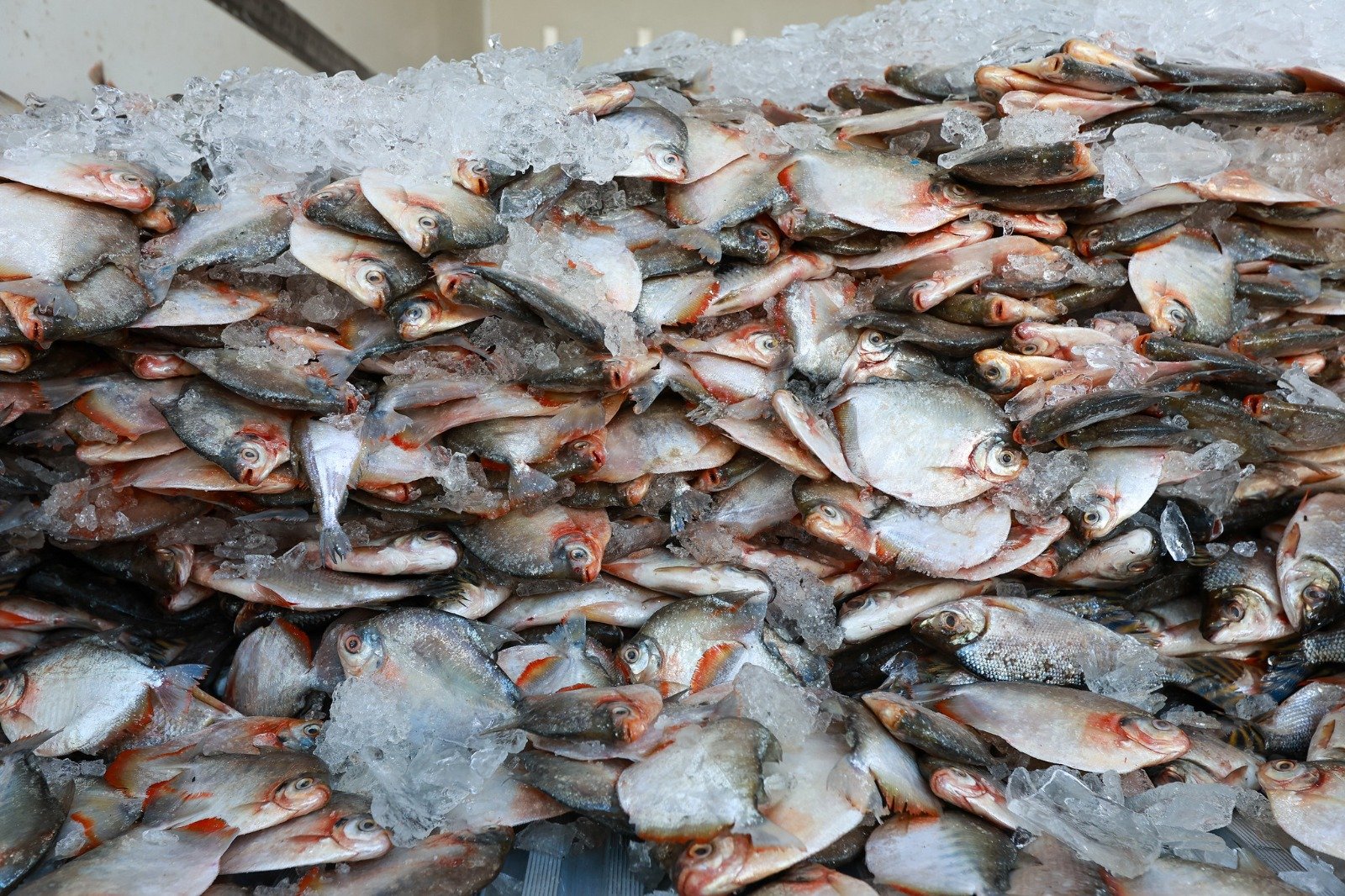 Manaus inclui distribuição de pescado em plano preventivo contra o El Niño e a estiagem