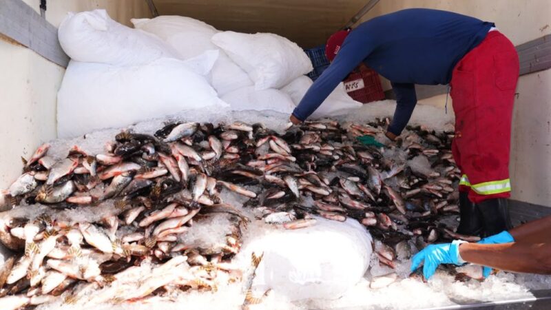 Programa ‘Jaraqui da Gente’ distribui peixe de graça a famílias de Manaus