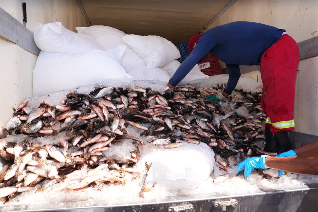 Programa ‘Jaraqui da Gente’ distribui peixe de graça a famílias de Manaus
