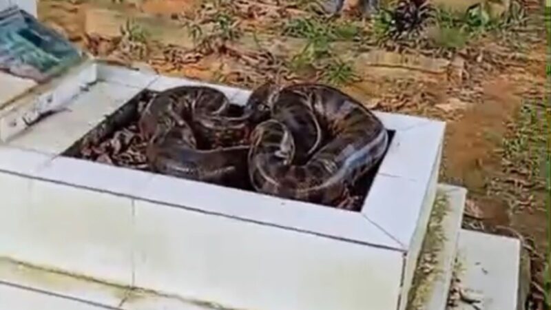 Cobra no Cemitério do Tarumã: Entenda o vídeo que viralizou na web