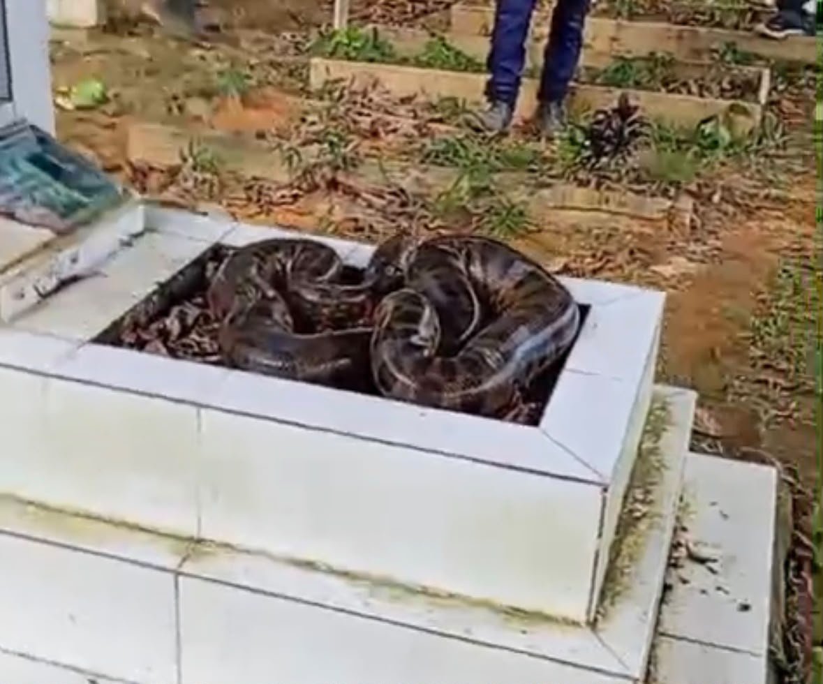 Cobra no Cemitério do Tarumã: Entenda o vídeo que viralizou na web