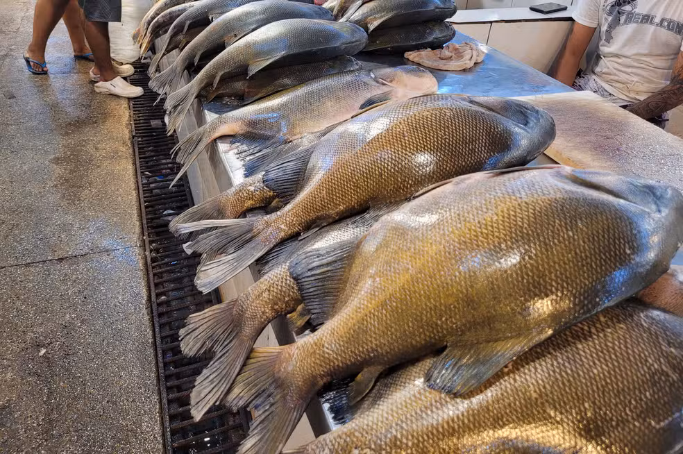 Feira do Tambaqui oferta 8 toneladas de pescado neste sábado (29) em Manaus