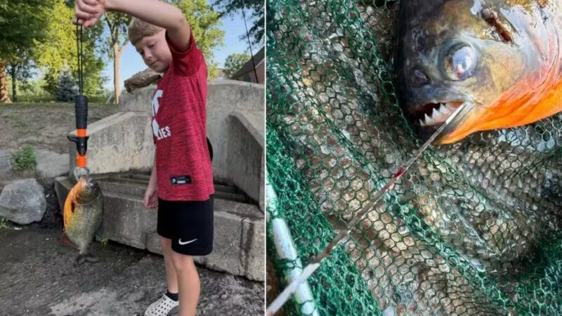 Menino de 8 anos pesca piranha em lago nos EUA e gera alerta das autoridades
