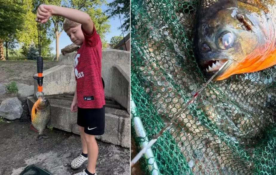 Menino de 8 anos pesca piranha em lago nos EUA e gera alerta das autoridades