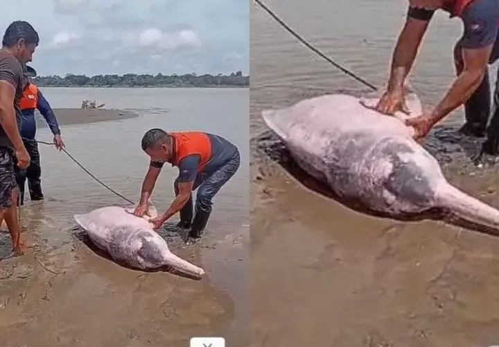 VÍDEO: Boto-cor-de-rosa é resgatado após ficar encalhado no Rio Solimões no AM